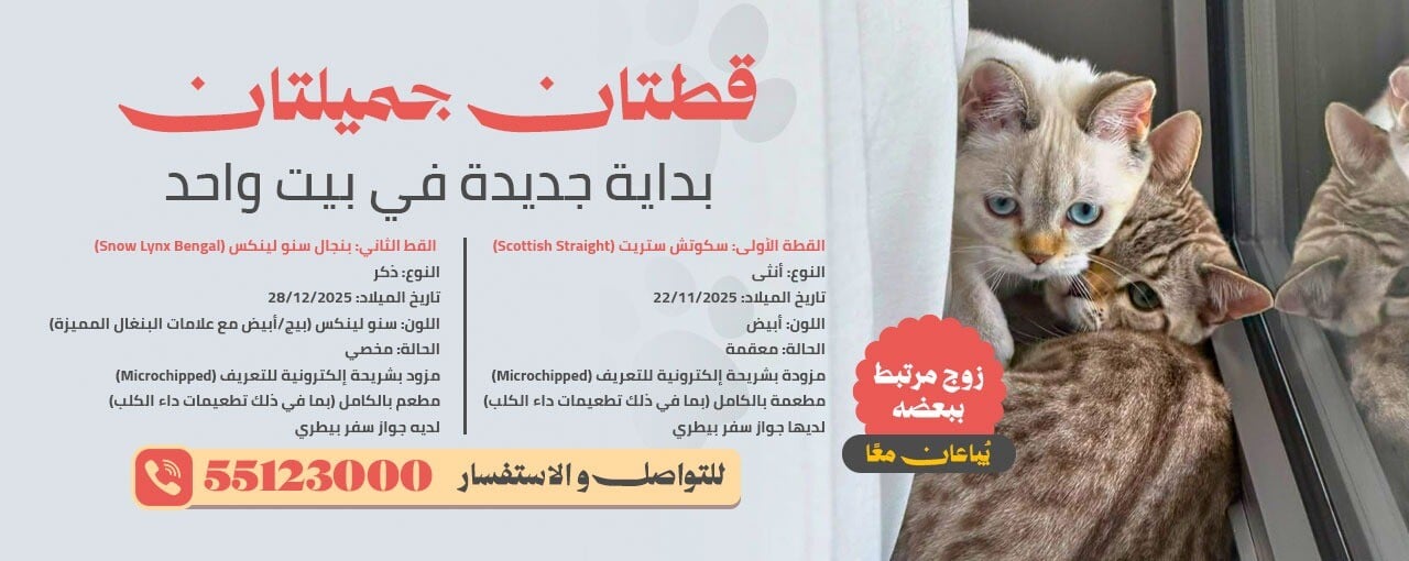 قطط للبيع 