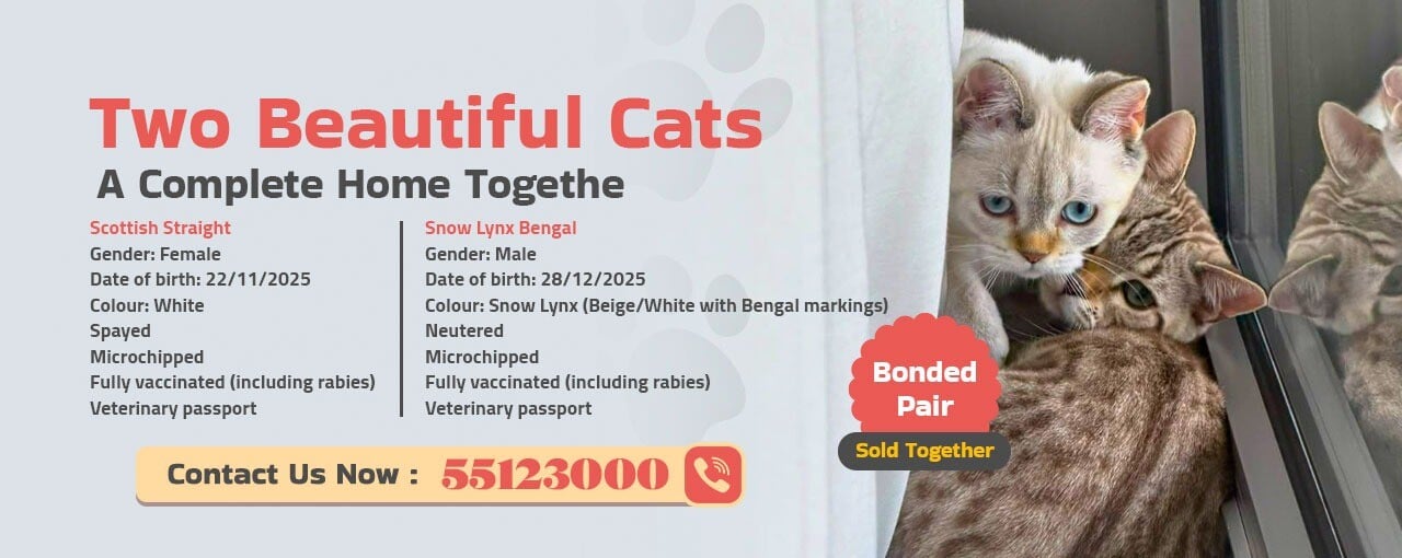 Cats for Sale