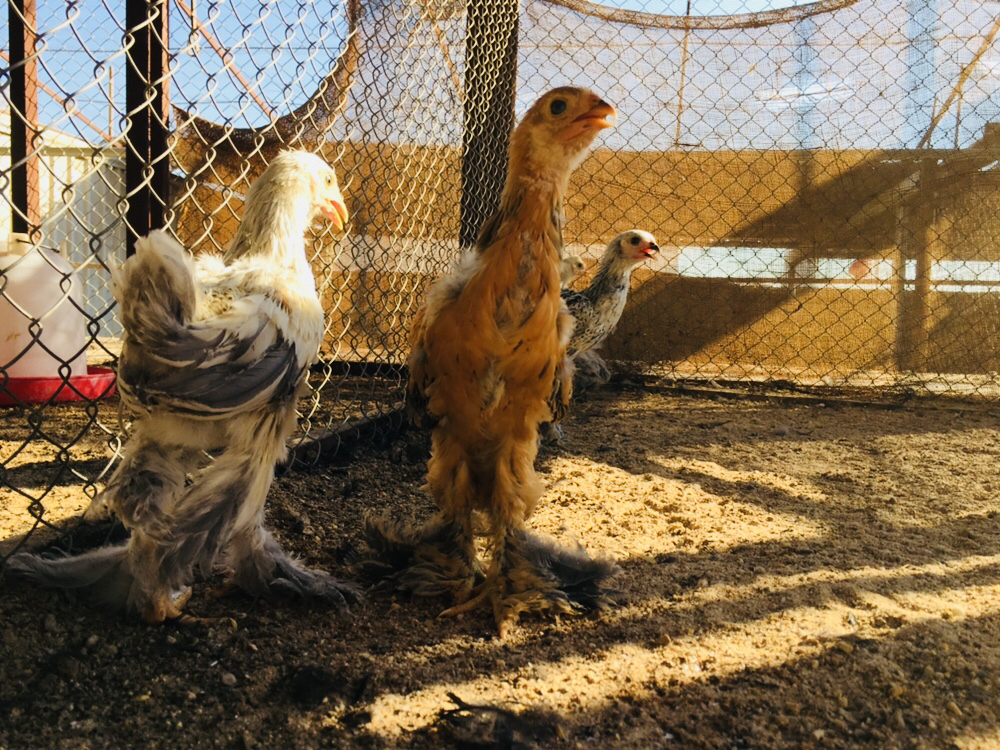 فررخ برهما - 1