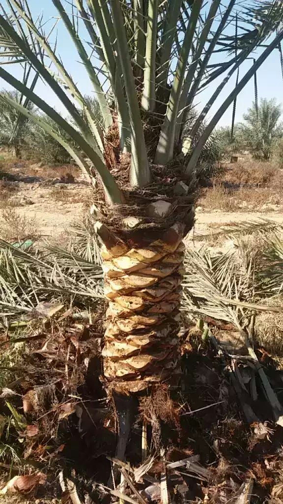 زراعه الحدائق - 14