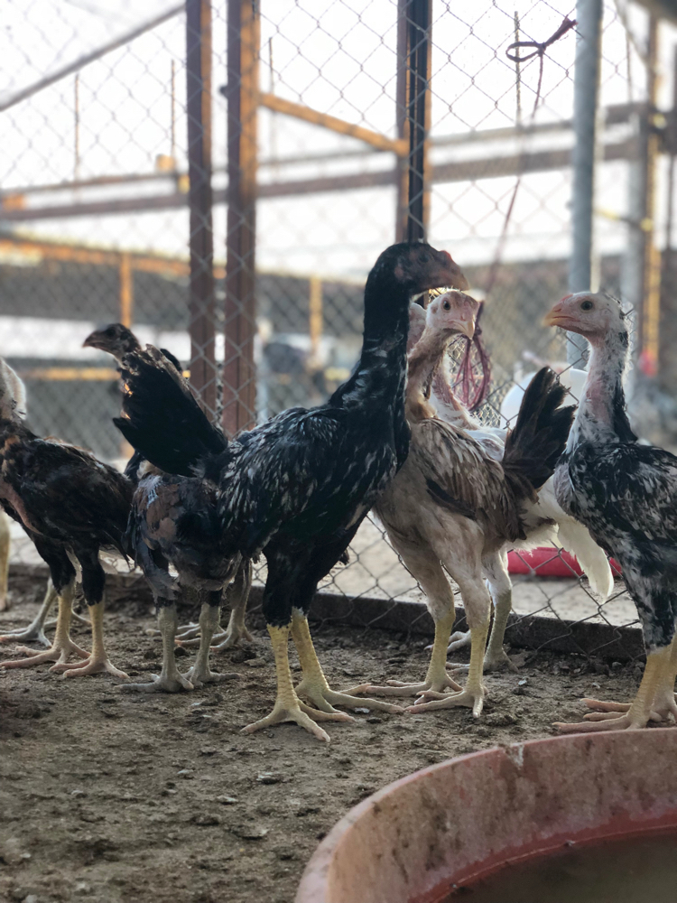 فروخ فايتر - 4