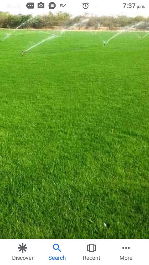 Natural Grass& Irrigation Network - 1