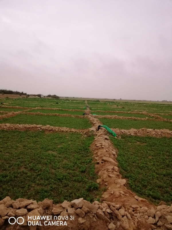 زراعه الجت والخضار - 5