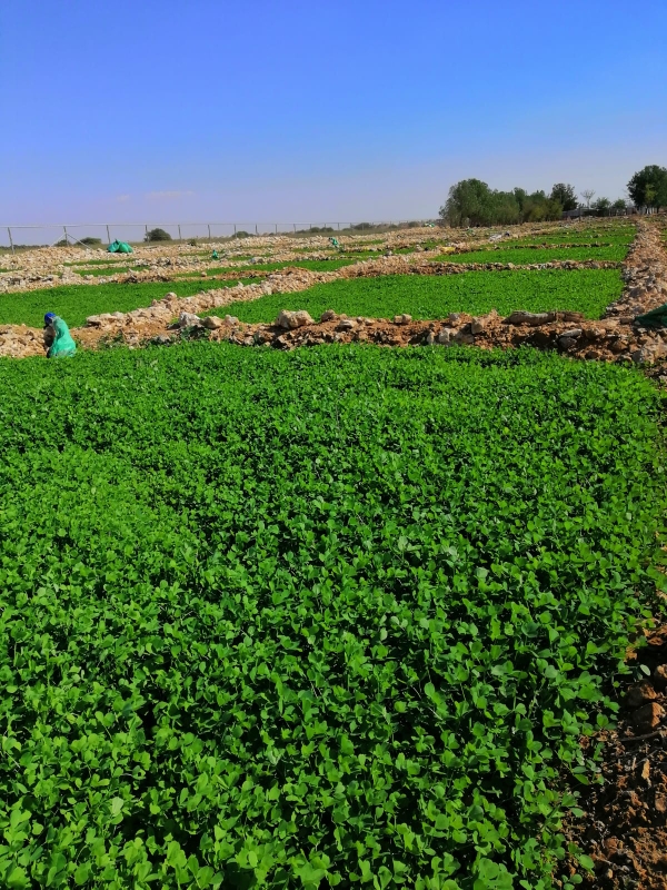 زراعه الجت والخضار - 6