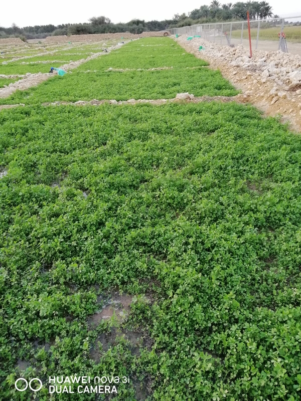 زراعه الجت والخضار - 7