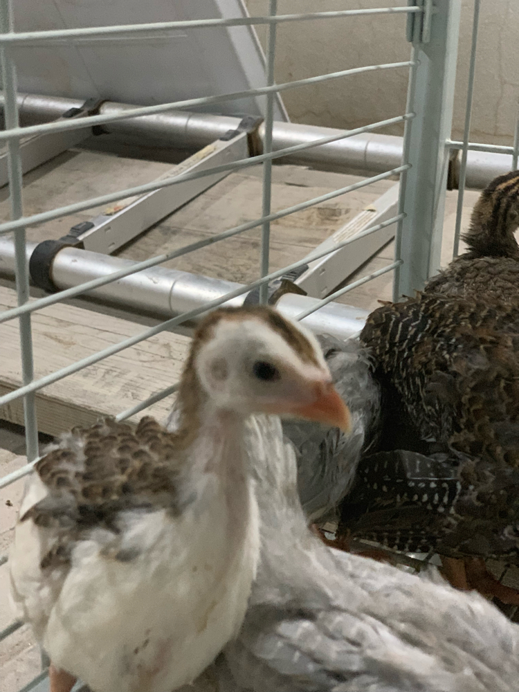 Small chicken  - 8