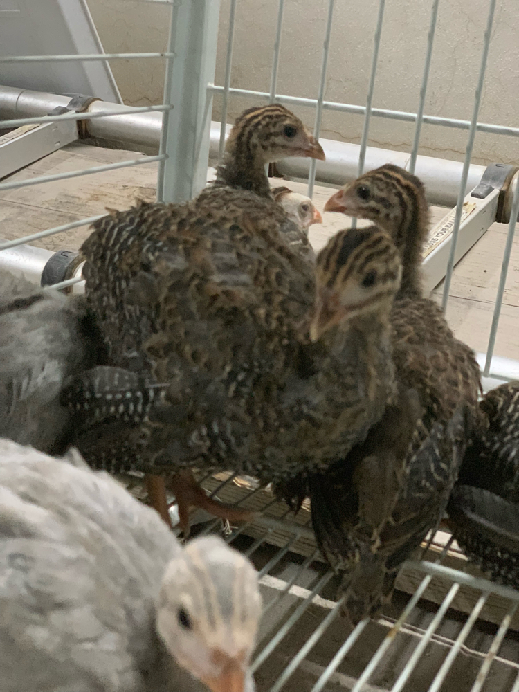 Small chicken  - 3