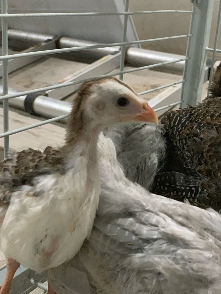 Small chicken  - 7