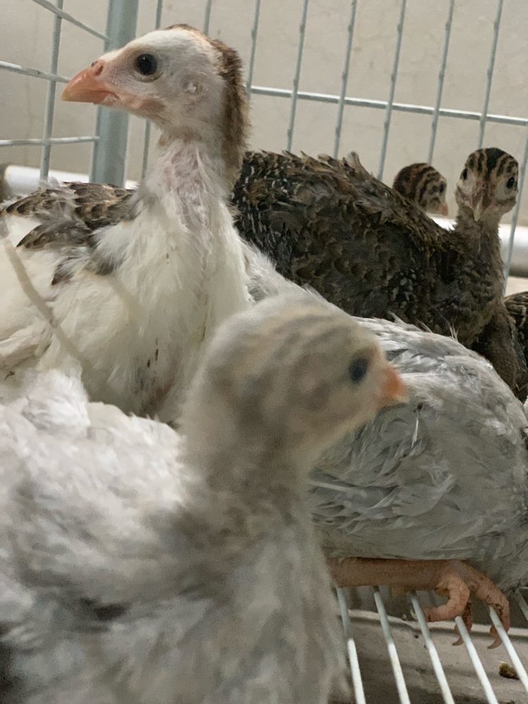 Small chicken  - 5