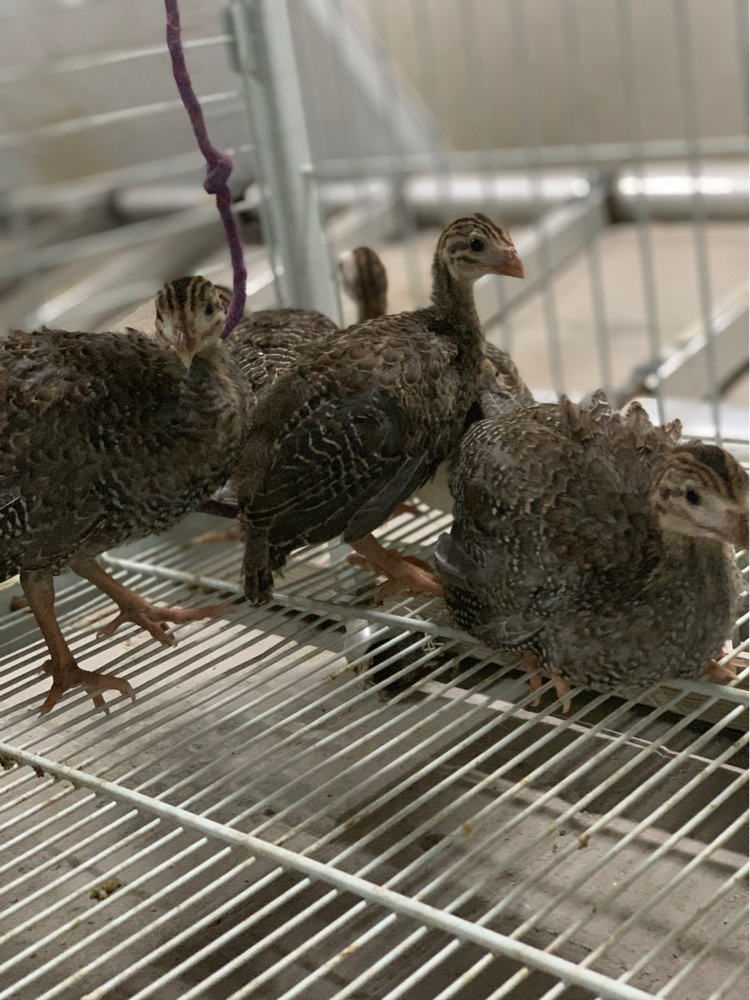 Small chicken  - 2