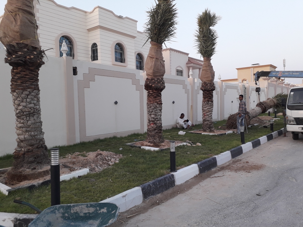 زراعه جميع أنواع النخيل - 2