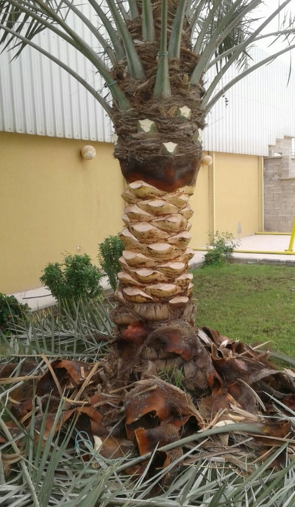 زراعه جميع أنواع النخيل - 11