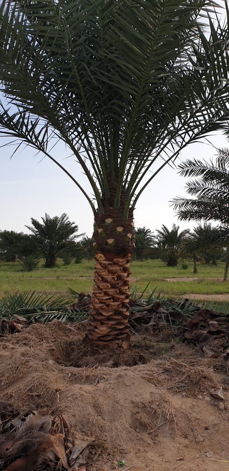 زراعه جميع أنواع النخيل - 5