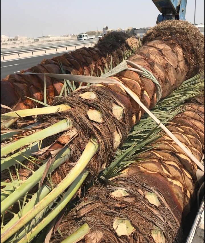 زراعه جميع أنواع النخيل - 12