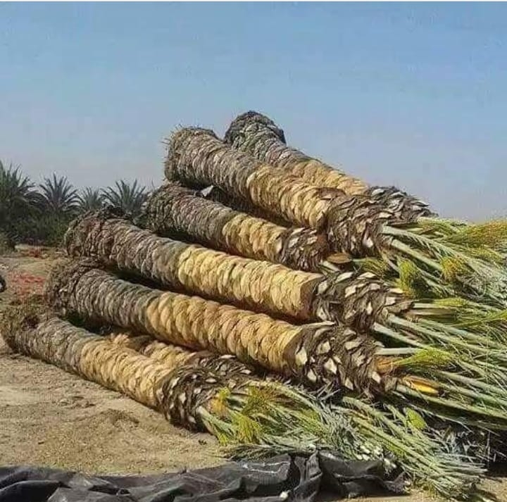 زراعه جميع أنواع النخيل - 10
