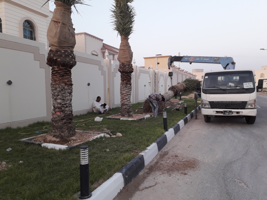 زراعه جميع أنواع النخيل - 3