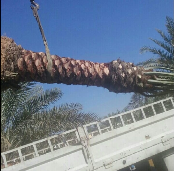 زراعه جميع أنواع النخيل - 9