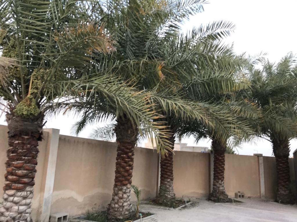زراعه جميع أنواع النخيل - 4