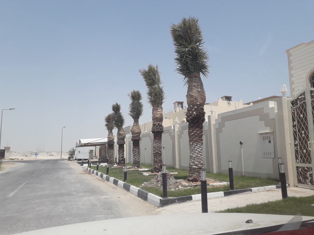 زراعه جميع أنواع النخيل - 1
