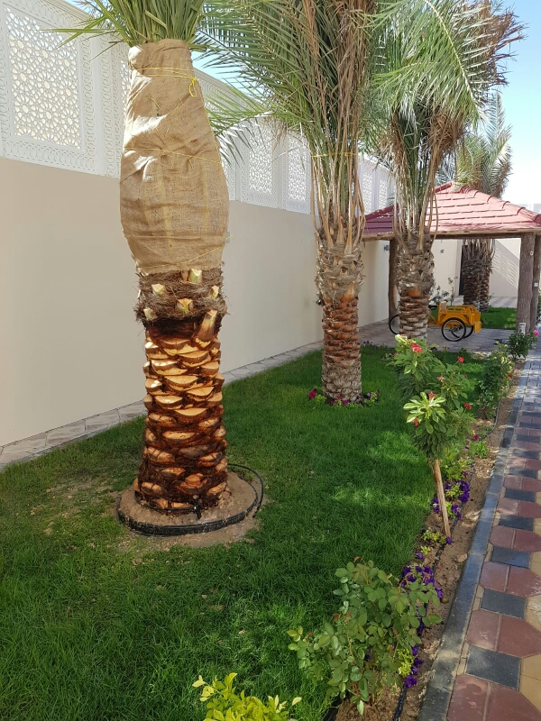 زراعه نخيل - 2