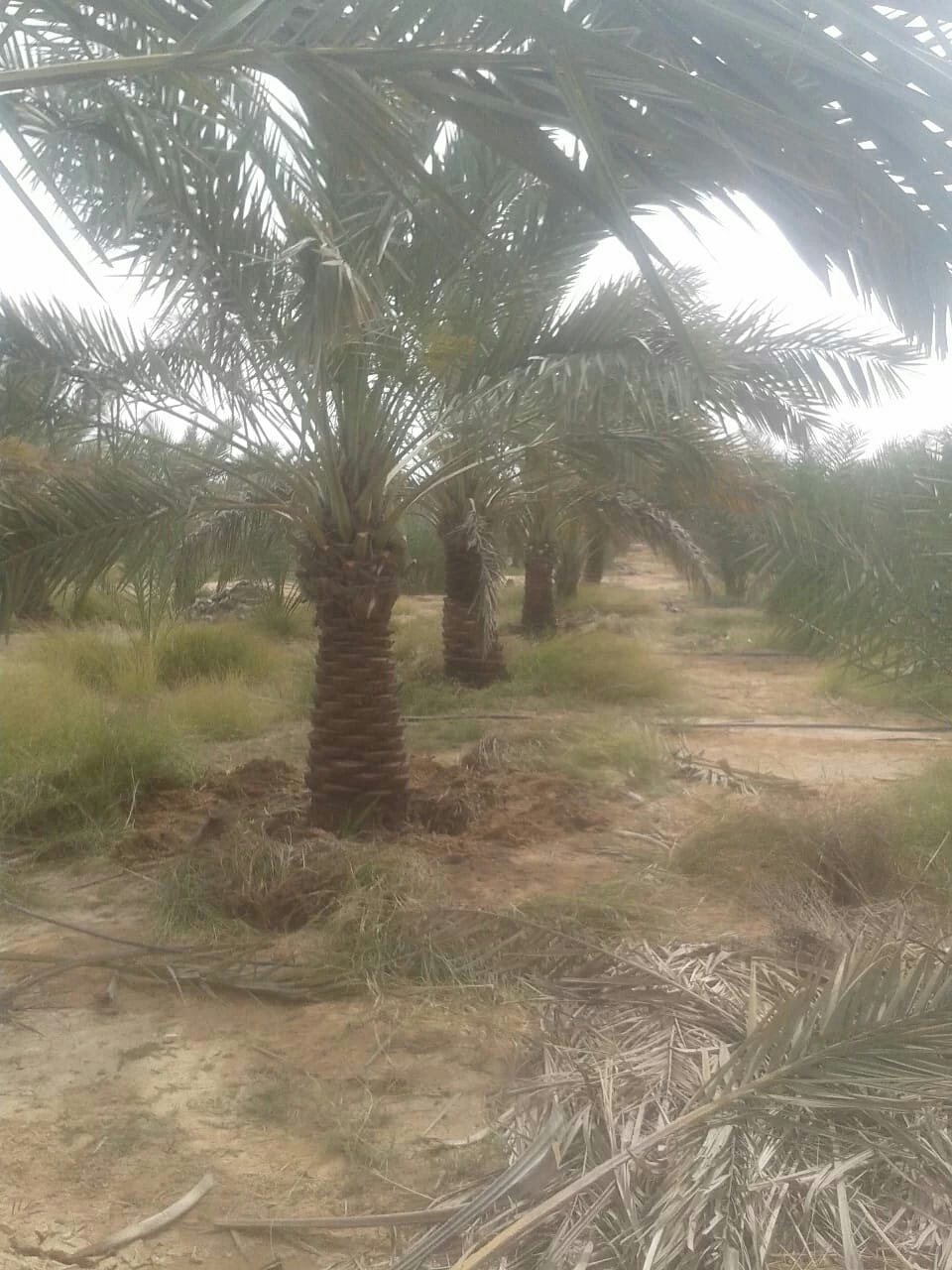 زراعه نخيل - 3