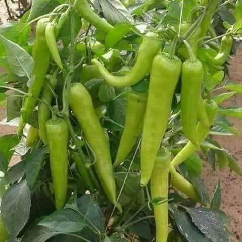 خضار - 3