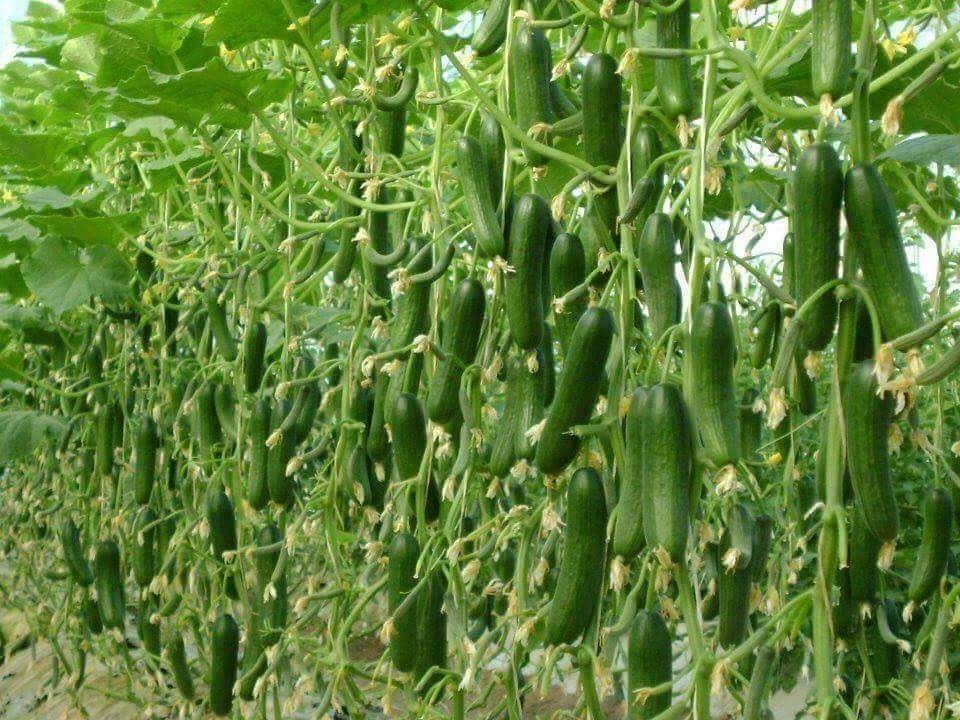 خضار - 4