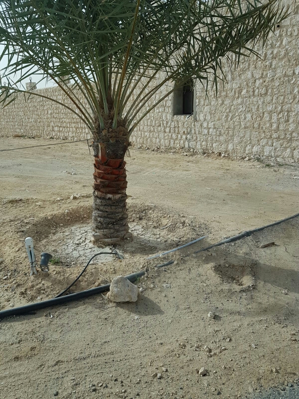 زراعه نخيل 55079950 - 4