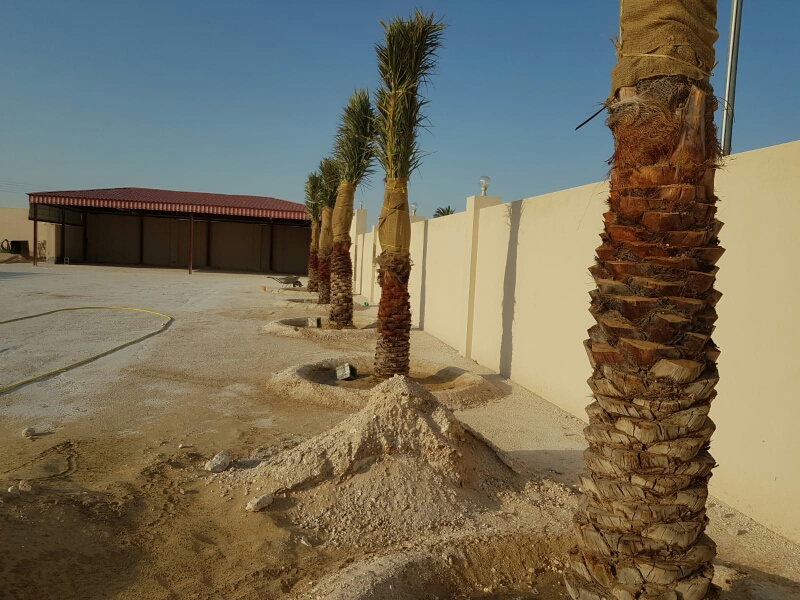 زراعه نخيل 55079950 - 5