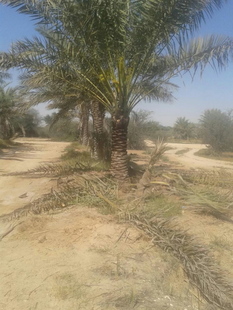 زراعه نخيل 55079950 - 3