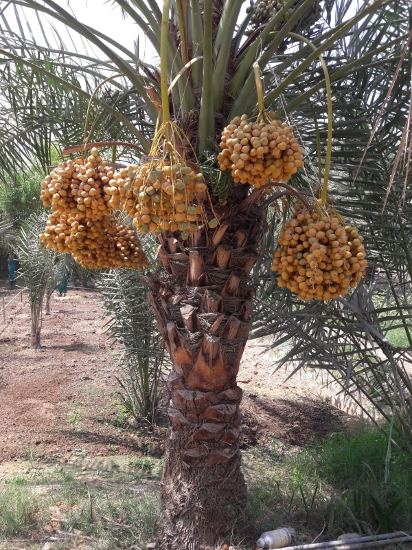 نقل وزراعة النخل - 3