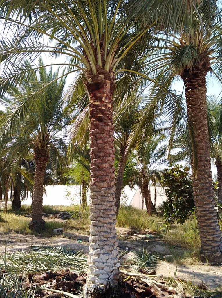 نقل وزراعة النخل - 1