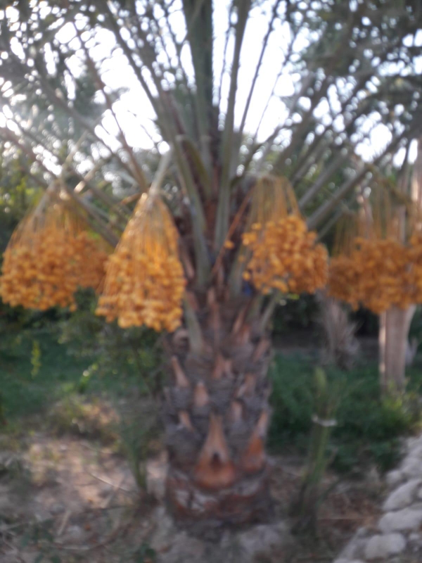 نقل وزراعة النخل - 2