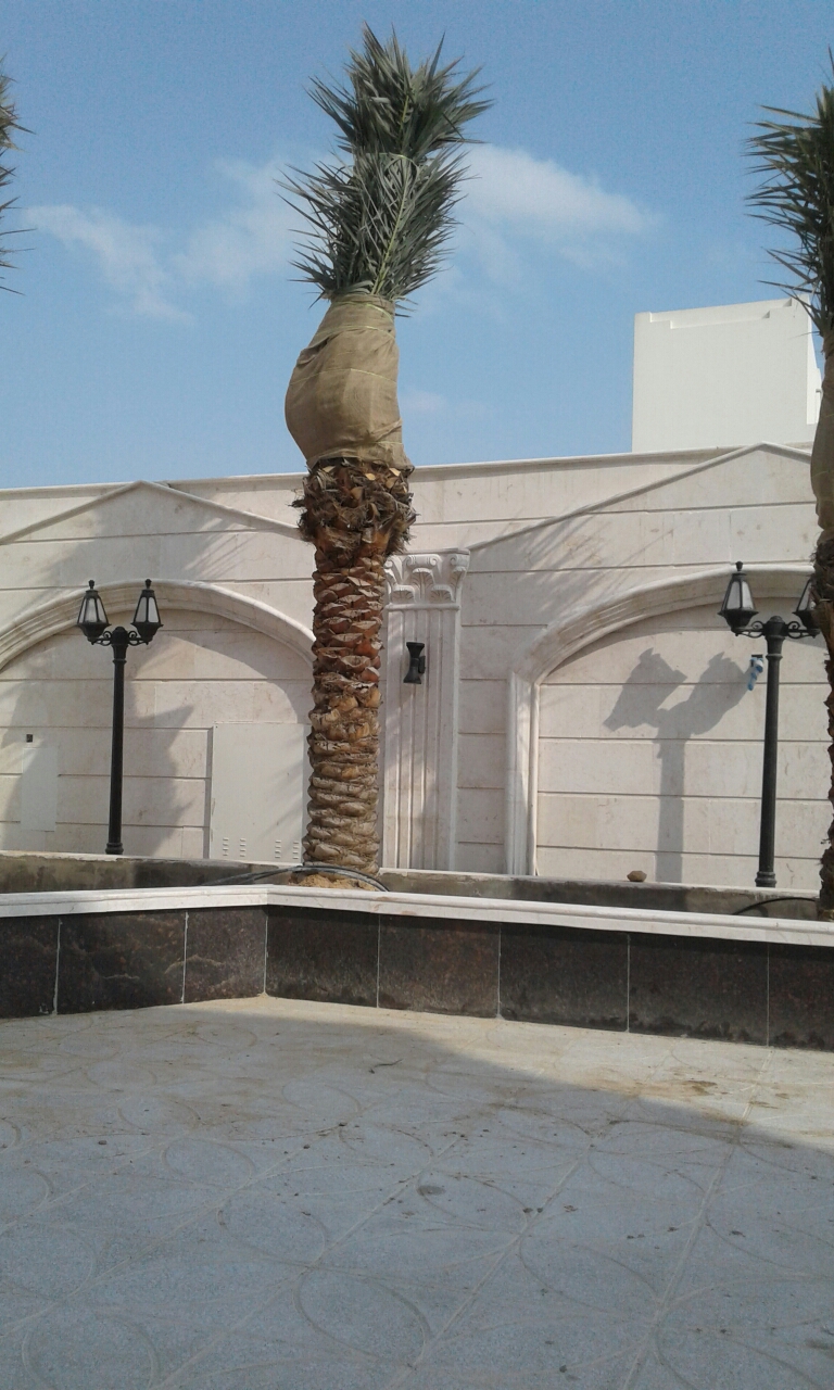 توريد وتركيب نخيل - 3