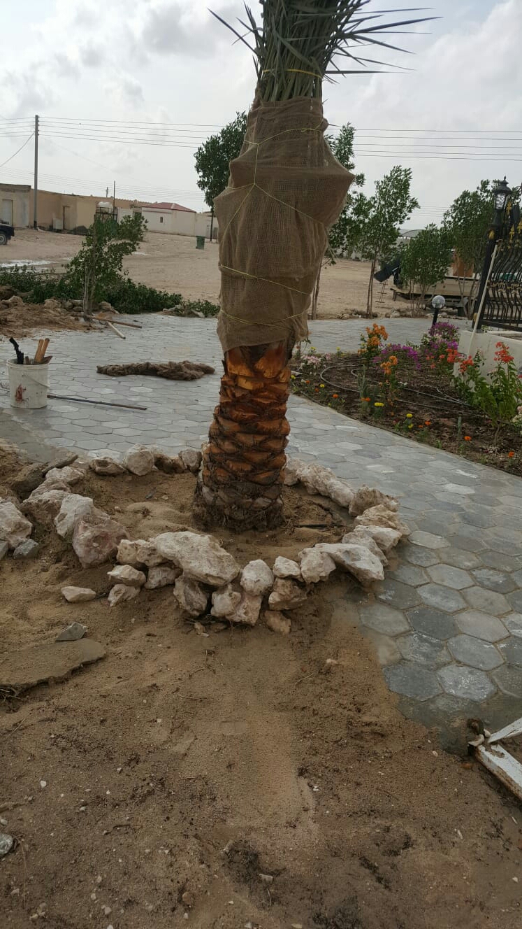 توريد وتركيب نخيل - 5