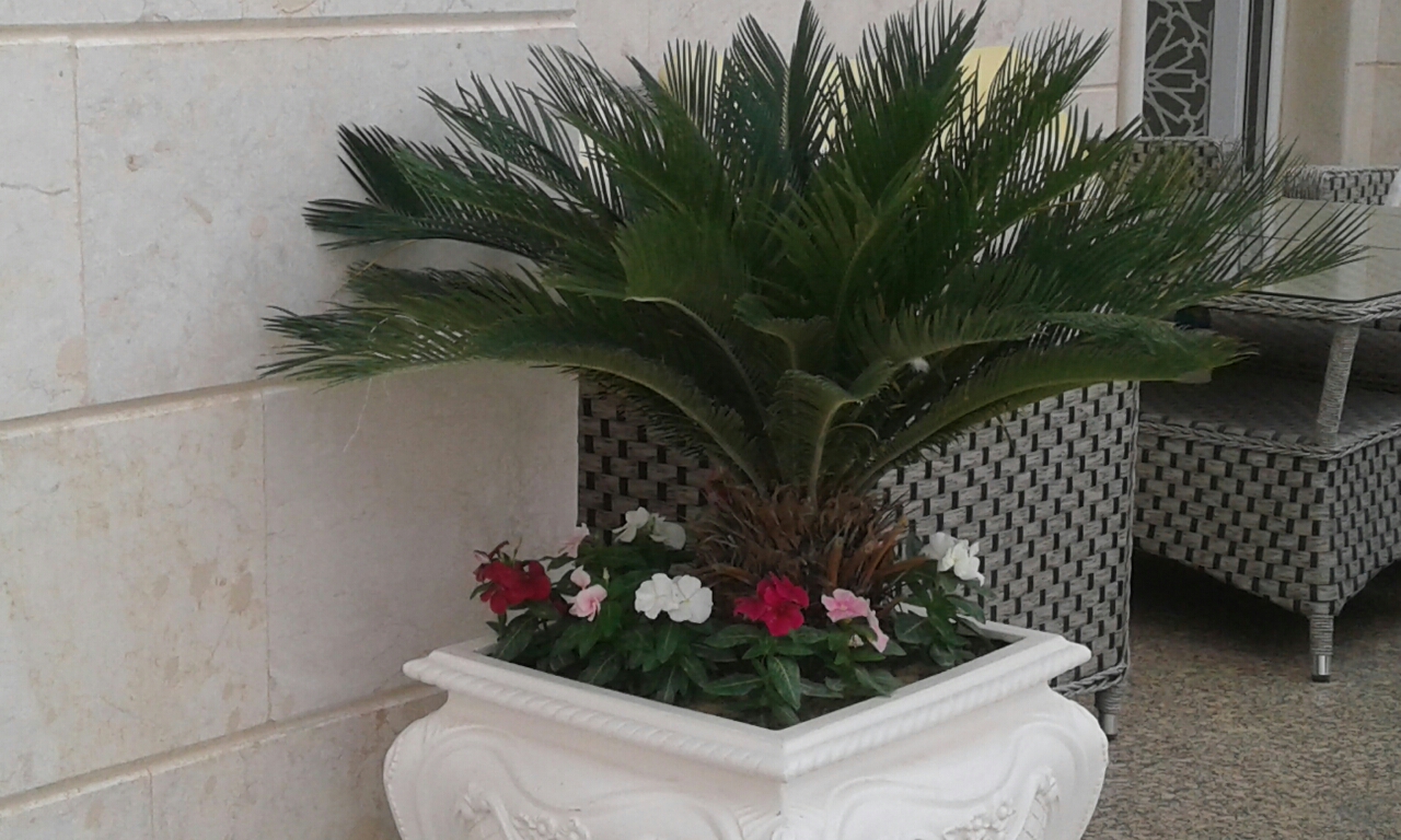 زراعه أحواض ورود - 4