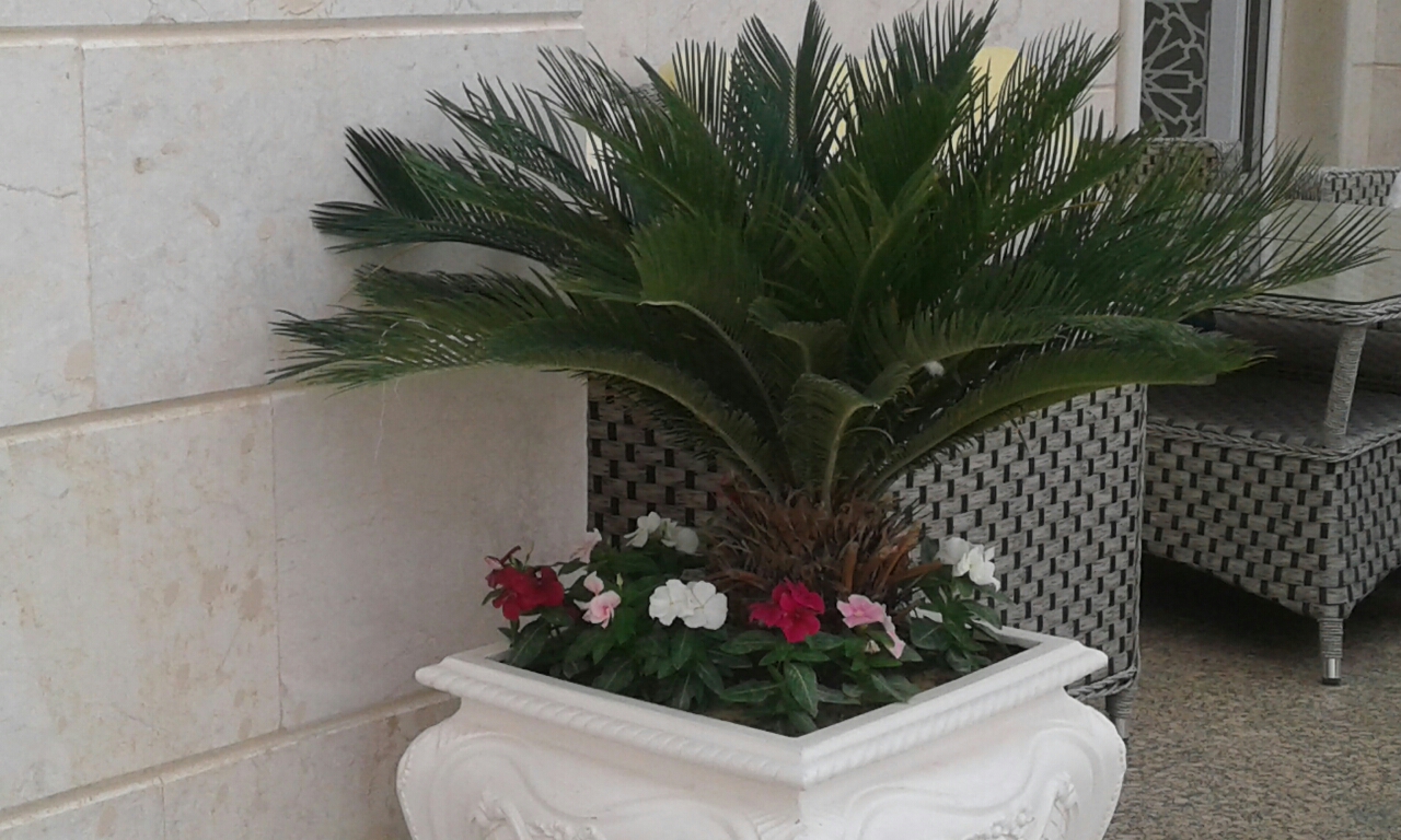 زراعه أحواض ورود - 5