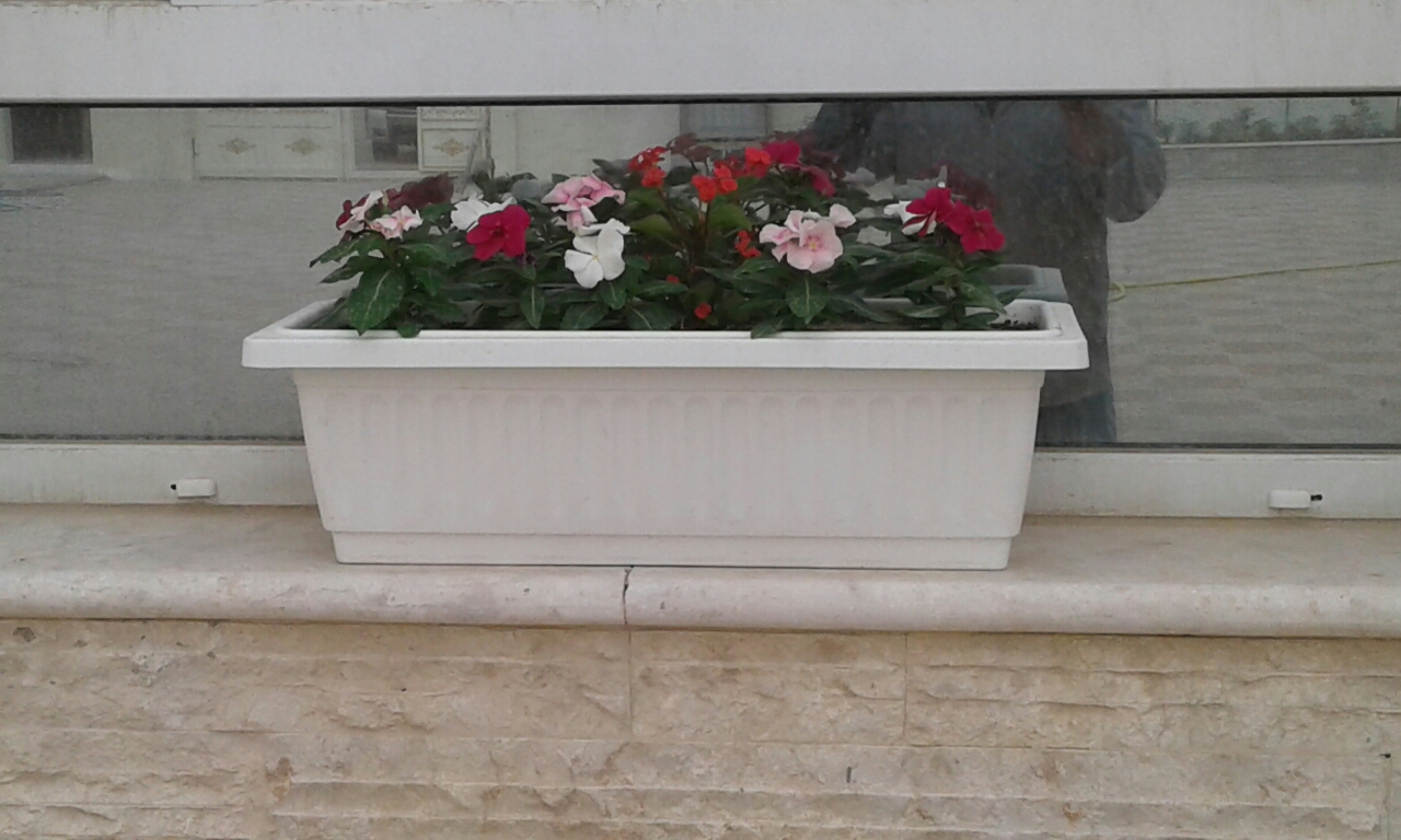 زراعه أحواض ورود - 2