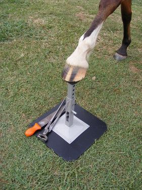 farrier Qatar - 3