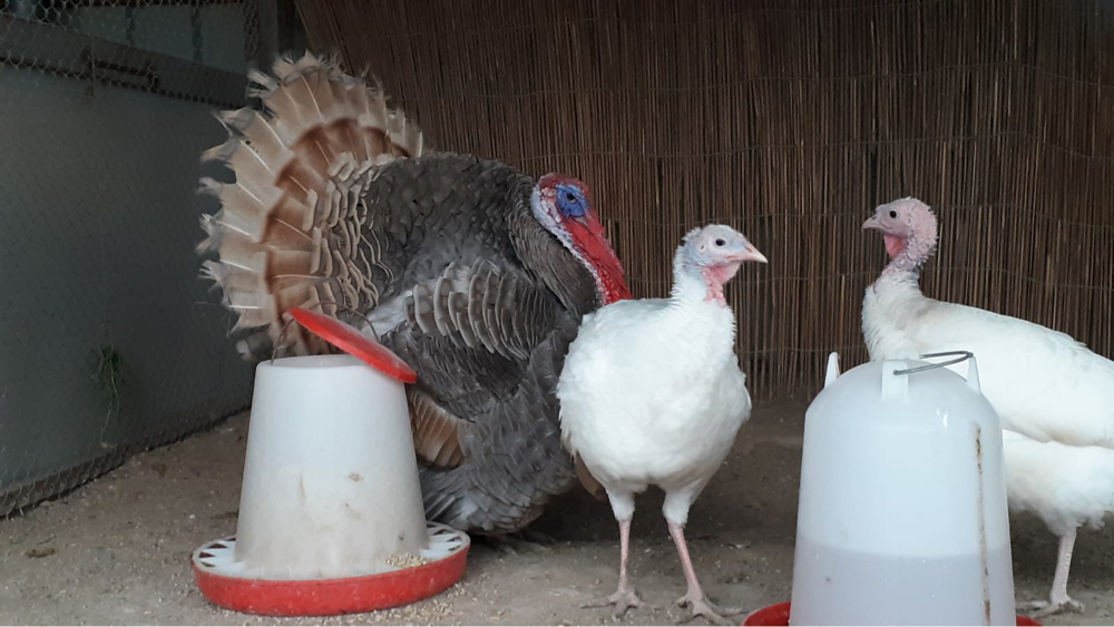 بيض دجاج رومي - 3