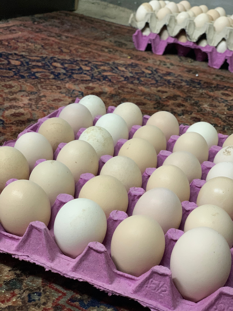 بيض براهما - 1
