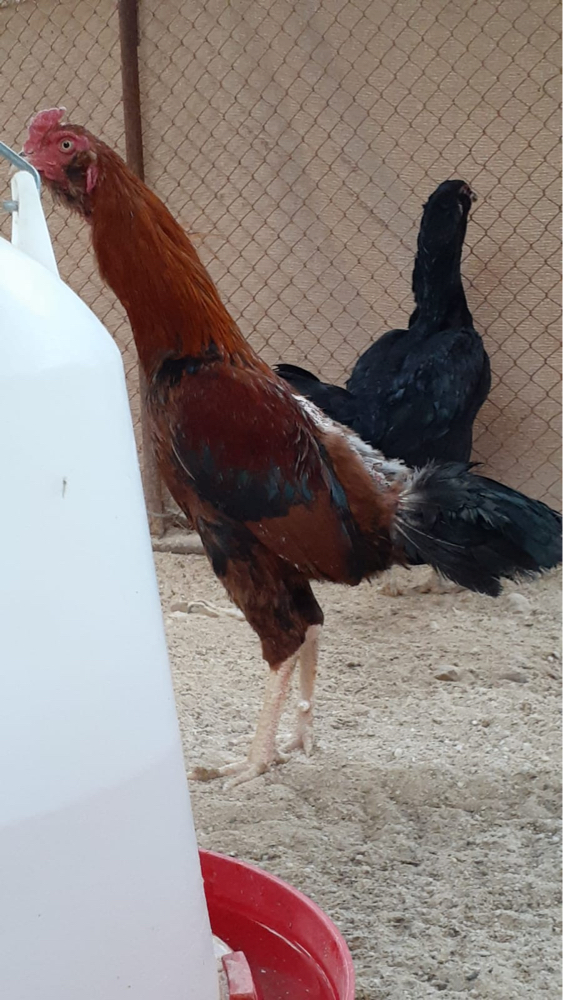 بيض فايتر - 4