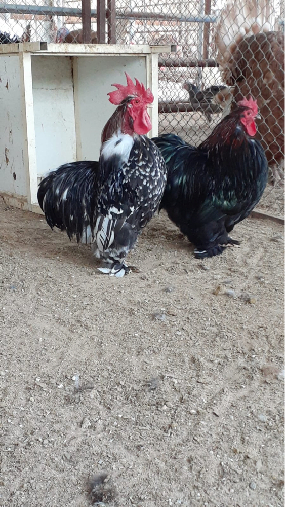 بيض كوشن - 5