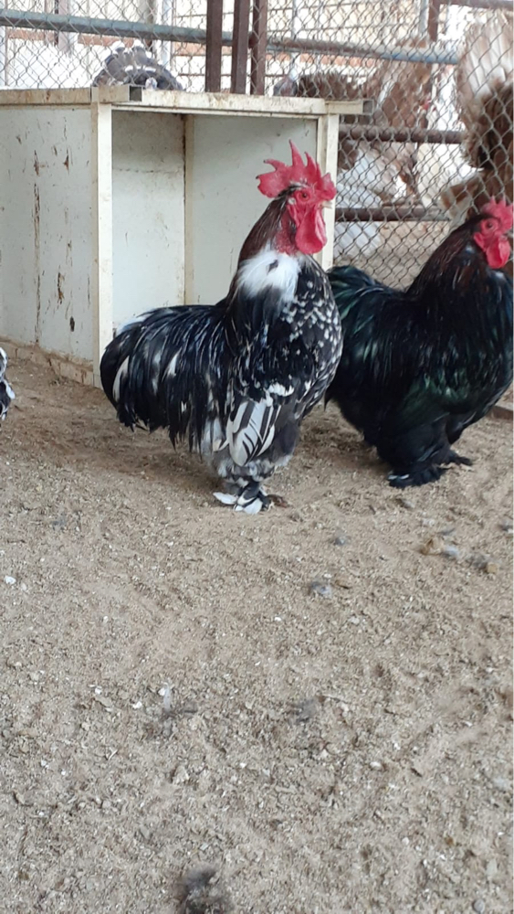 بيض كوشن - 4