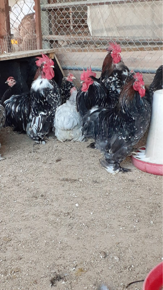 بيض كوشن - 2