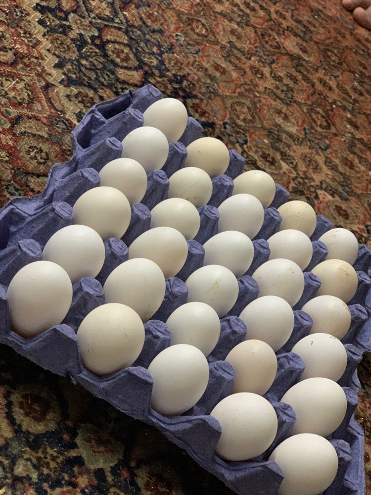Polish chicken egg - 2