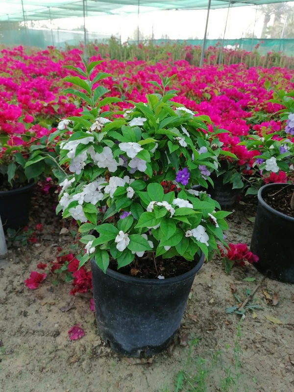 زراعه واعمال النوافير - 3