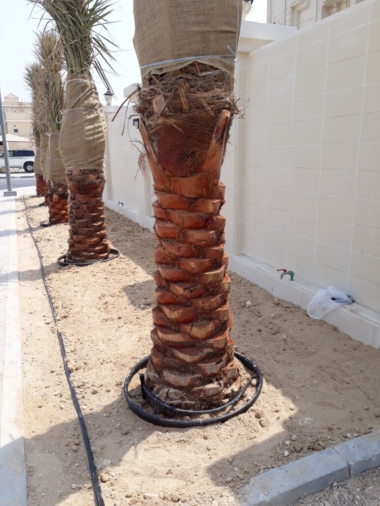 عمل حدائق منزلية - 7