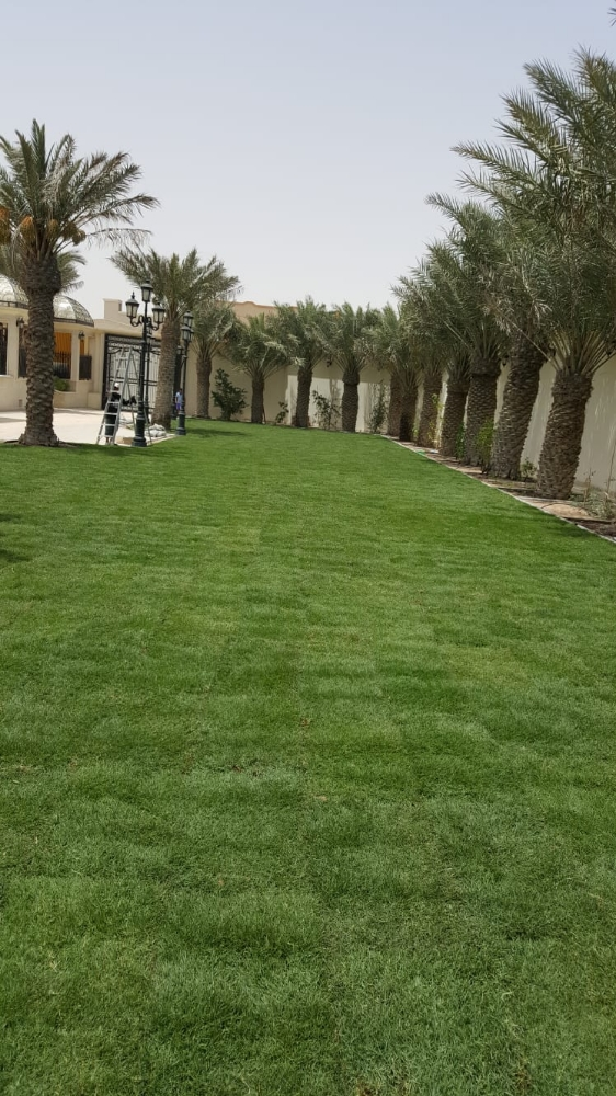 عشب أخضر طبيعي 55079950 - 1