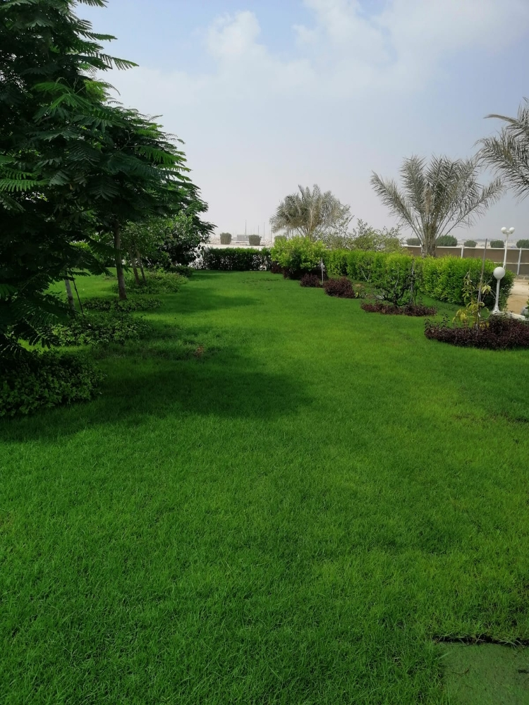 عشب أخضر طبيعي 55079950 - 3